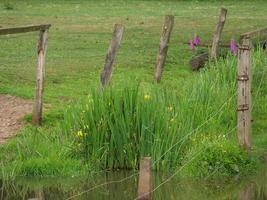 wild Duitse paarden foto