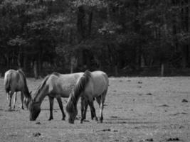 wild paarden Aan een veld- foto
