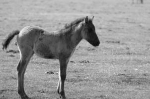 wild paarden Aan een Duitse veld- foto