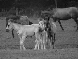 wild paarden Aan een Duitse veld- foto