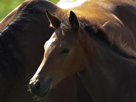 paarden Aan een veld- in Duitsland foto