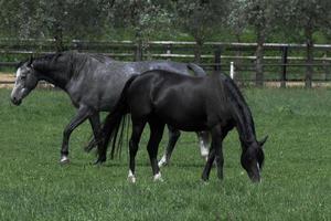 paarden Aan een Duitse weide foto