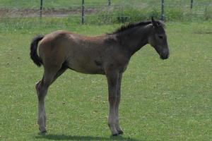 paarden Aan een Duitse weide foto