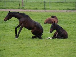 paarden Aan een Duitse weide foto