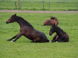 paarden Aan een Duitse weide foto