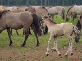 wild Duitse paarden foto