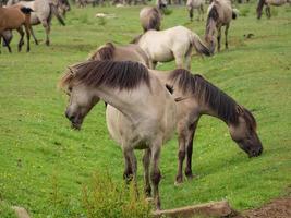 veel paarden en veulens foto