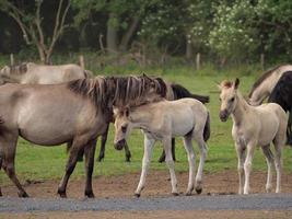 wild paarden en veulens in Duitsland foto