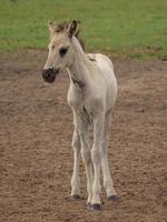 wild Duitse paarden foto