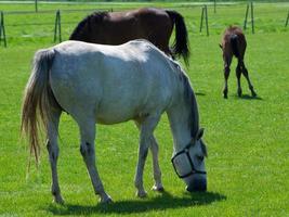 paarden in Duitsland foto