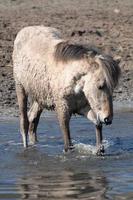 paarden op een weide in duitsland foto