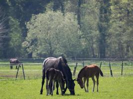 paarden op een weide in duitsland foto