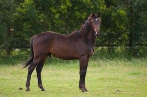 paarden in Duitsland foto