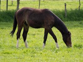 paarden op een weide in duitsland foto