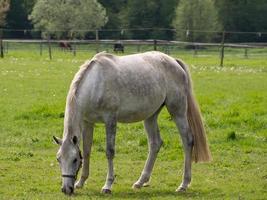 paarden op een weide in duitsland foto