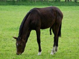 paarden in Duitsland foto