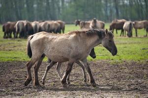 veulens en paarden in Duitsland foto