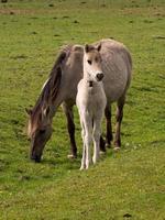 veulens en paarden in Duitsland foto