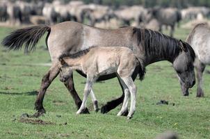 veulens en paarden in Duitsland foto