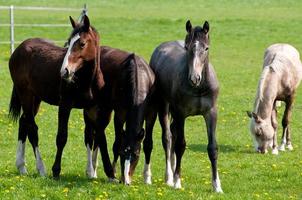 veulens en paarden in Duitsland foto