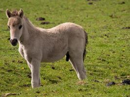 paarden in de Duitse Westfalen foto