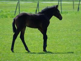 veulens en paarden in Duitsland foto