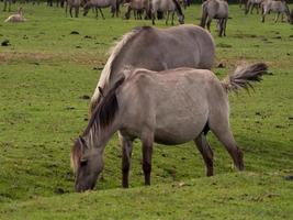 paarden in de Duitse Westfalen foto