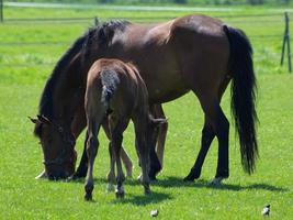 veulens en paarden in Duitsland foto