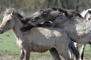 veulens en paarden in Duitsland foto