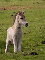 paarden in de Duitse Westfalen foto