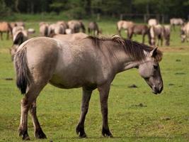 paarden in de Duitse Westfalen foto