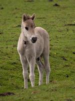 paarden in de Duitse Westfalen foto