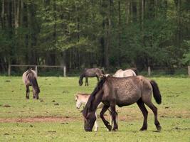 wilde paarden in Westfalen foto