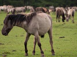 wilde paarden in Westfalen foto