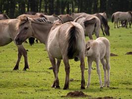 wilde paarden in Westfalen foto