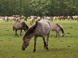 wilde paarden in Westfalen foto