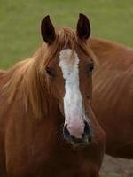 paarden met veulens foto