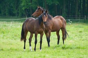 paarden n Duitsland foto