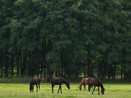 paarden n Duitsland foto