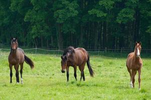 paarden n Duitsland foto