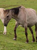 paarden met veulens foto