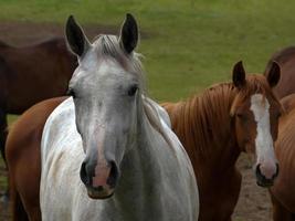 paarden met veulens foto