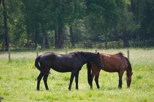 paarden n Duitsland foto