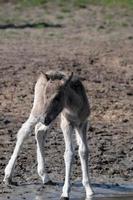 paarden met veulens foto