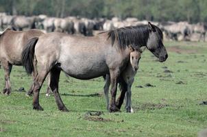 paarden met veulens foto