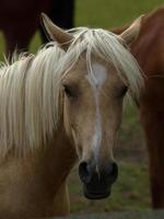 paarden met veulens foto