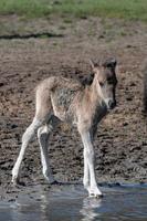 paarden met veulens foto