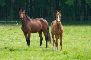 paarden n Duitsland foto