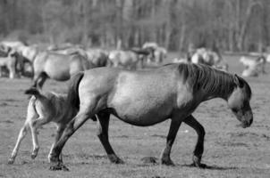 wilde paarden in duitsland foto