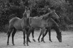 veel paarden in Duitsland foto